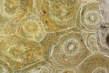 Polished Fossil Coral (Actinocyathus) - Morocco #100606-1